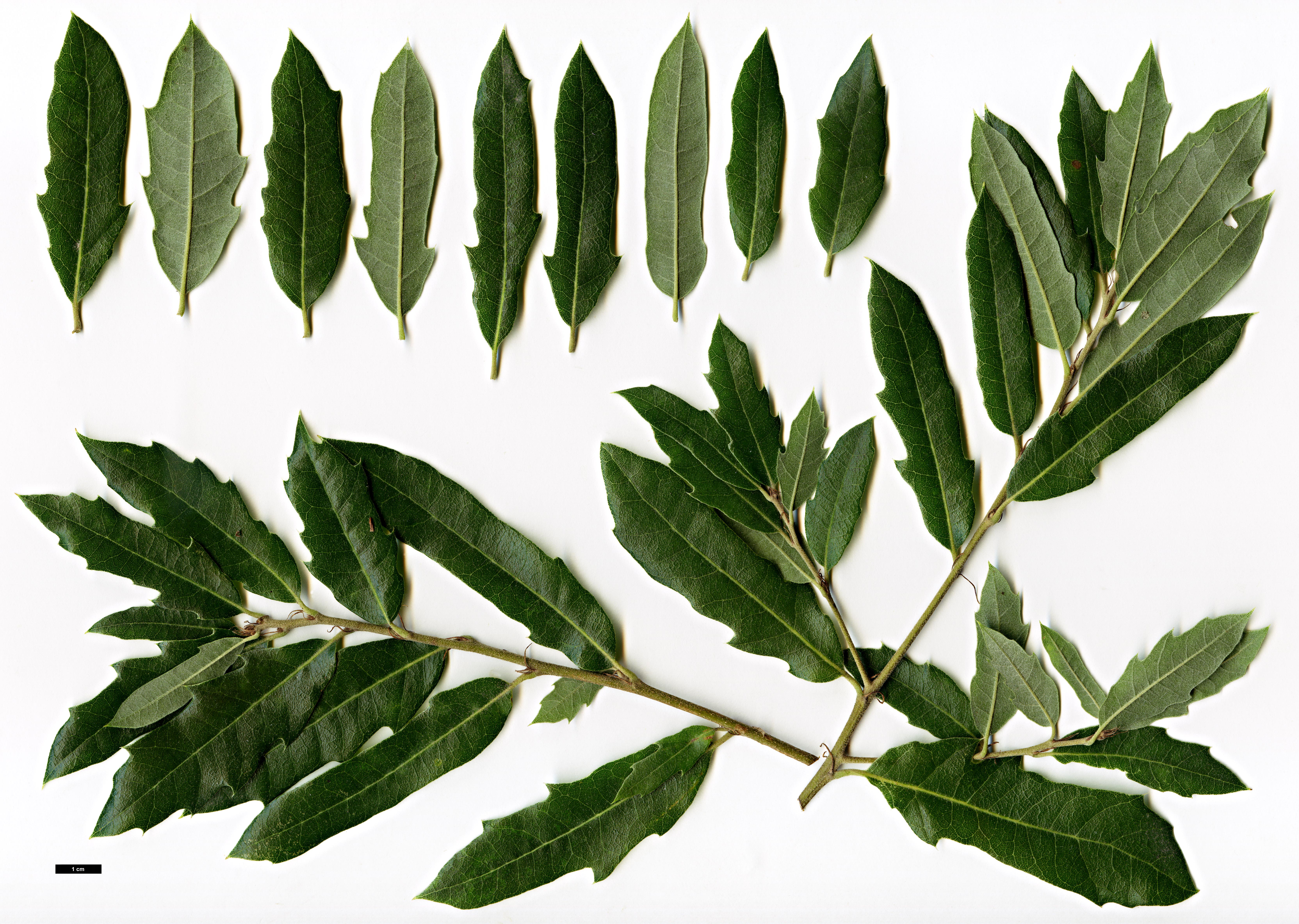 High resolution image: Family: Fagaceae - Genus: Quercus - Taxon: 'Waasland Select'